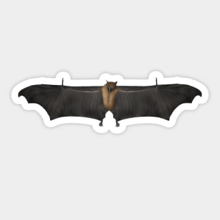 Fruit Bat Sticker